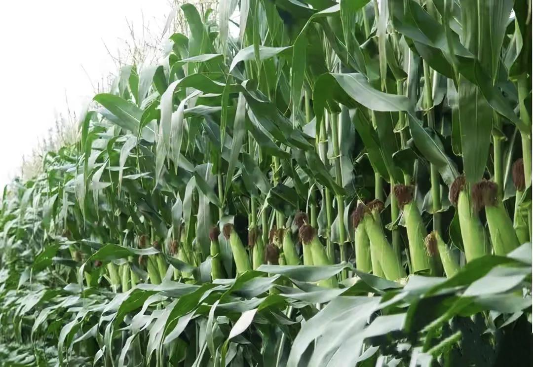 玉米高产新品种联创808产量怎么样,亩产3000斤玉米品种有哪些
