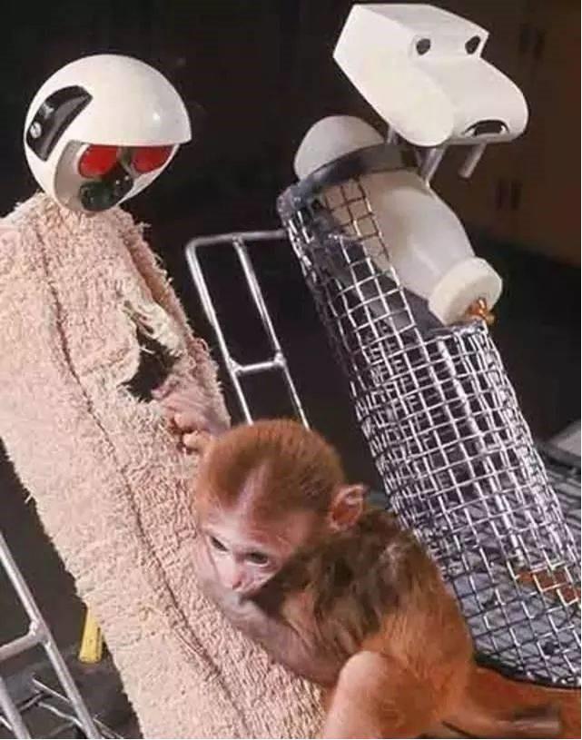 几十块的「雪糕刺客」让人心痛,几百块一只的毛绒玩具抢着买单