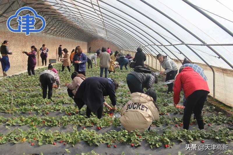 千问千寻大运河武清段,千问千寻大运河武清