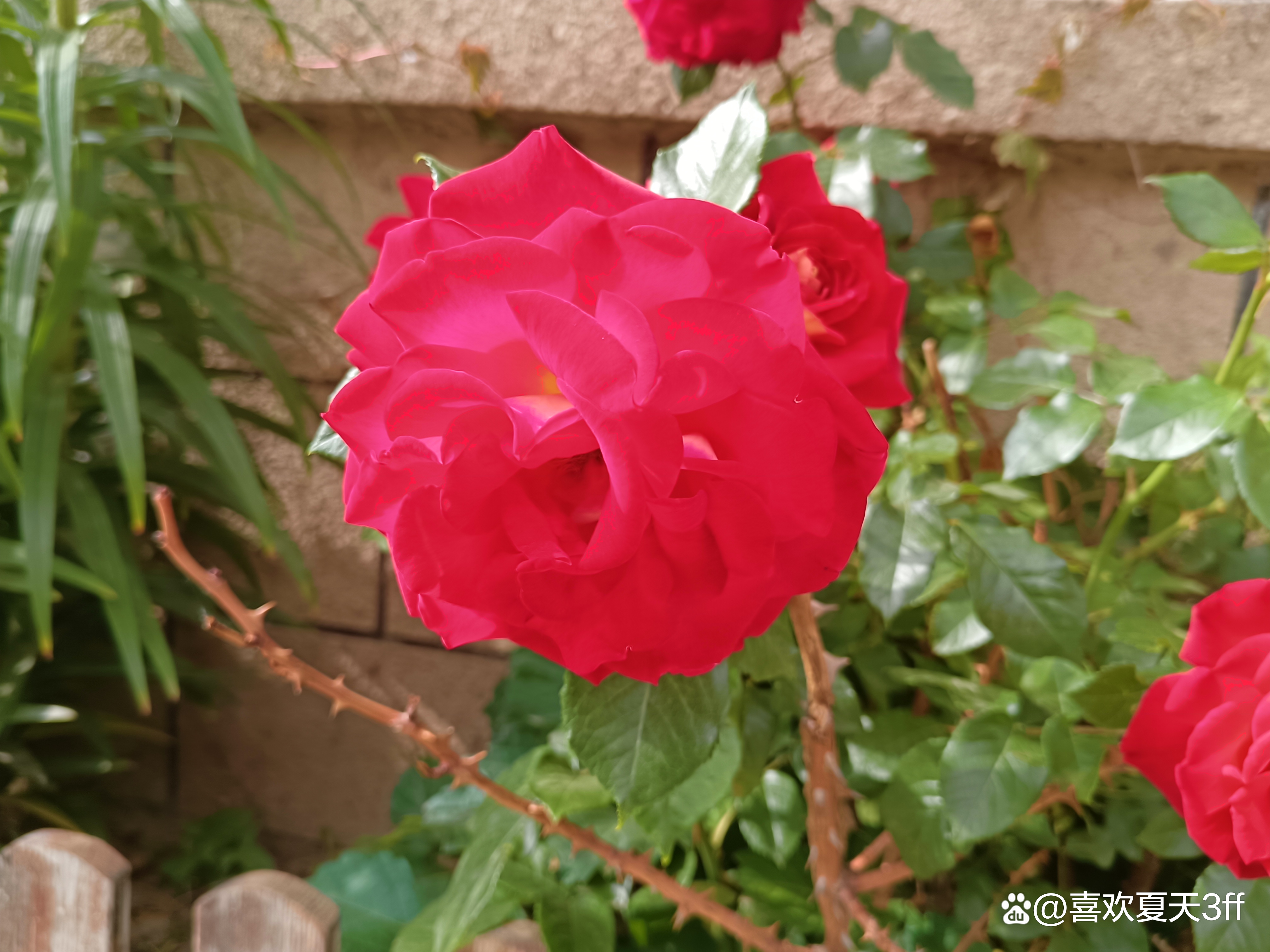 端午节快乐莲花盛开,端午节前后插花容易活吗