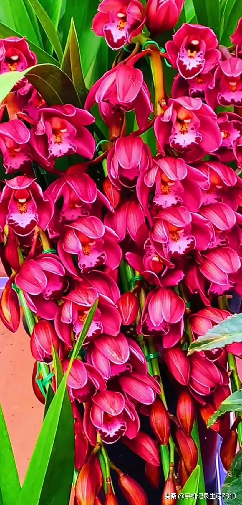 蕙兰花图片欣赏,叶子宽的黄花大蕙兰图片