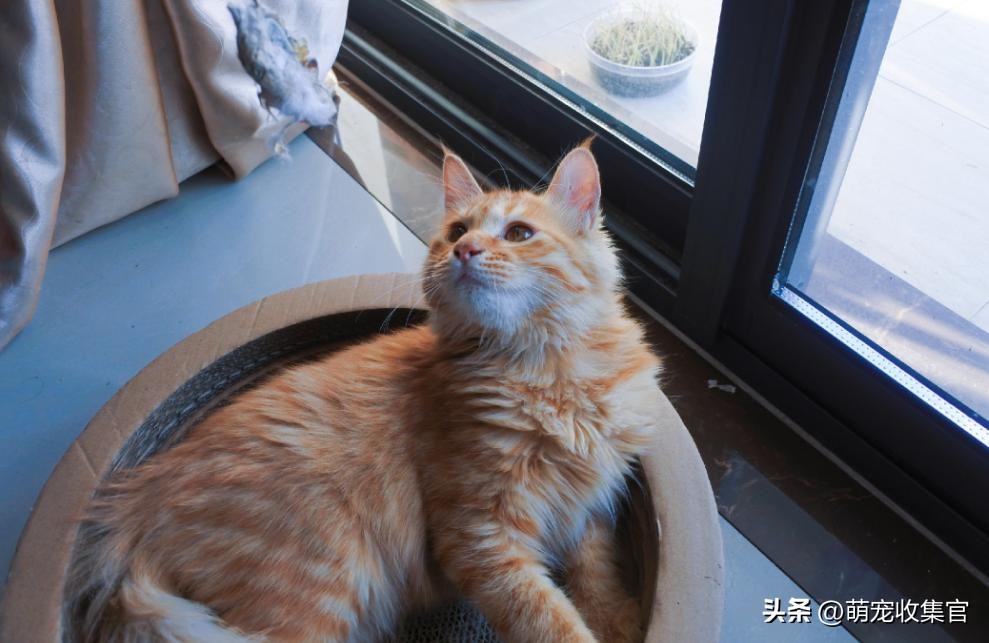 怎么样让猫咪喜欢舔你,聪明的猫咪有100种方法驯服铲屎官
