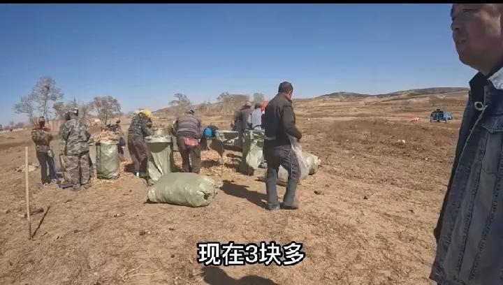 山地种植桔梗的效益,种植桔梗一亩年挣多少钱