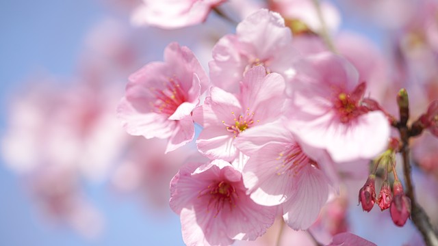 十二星座有两个守护星的星座,十二星座守护星和幸运花