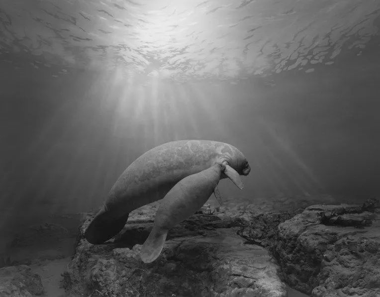 日本著名摄影师杉本博司,拍卖价最高的摄影作品