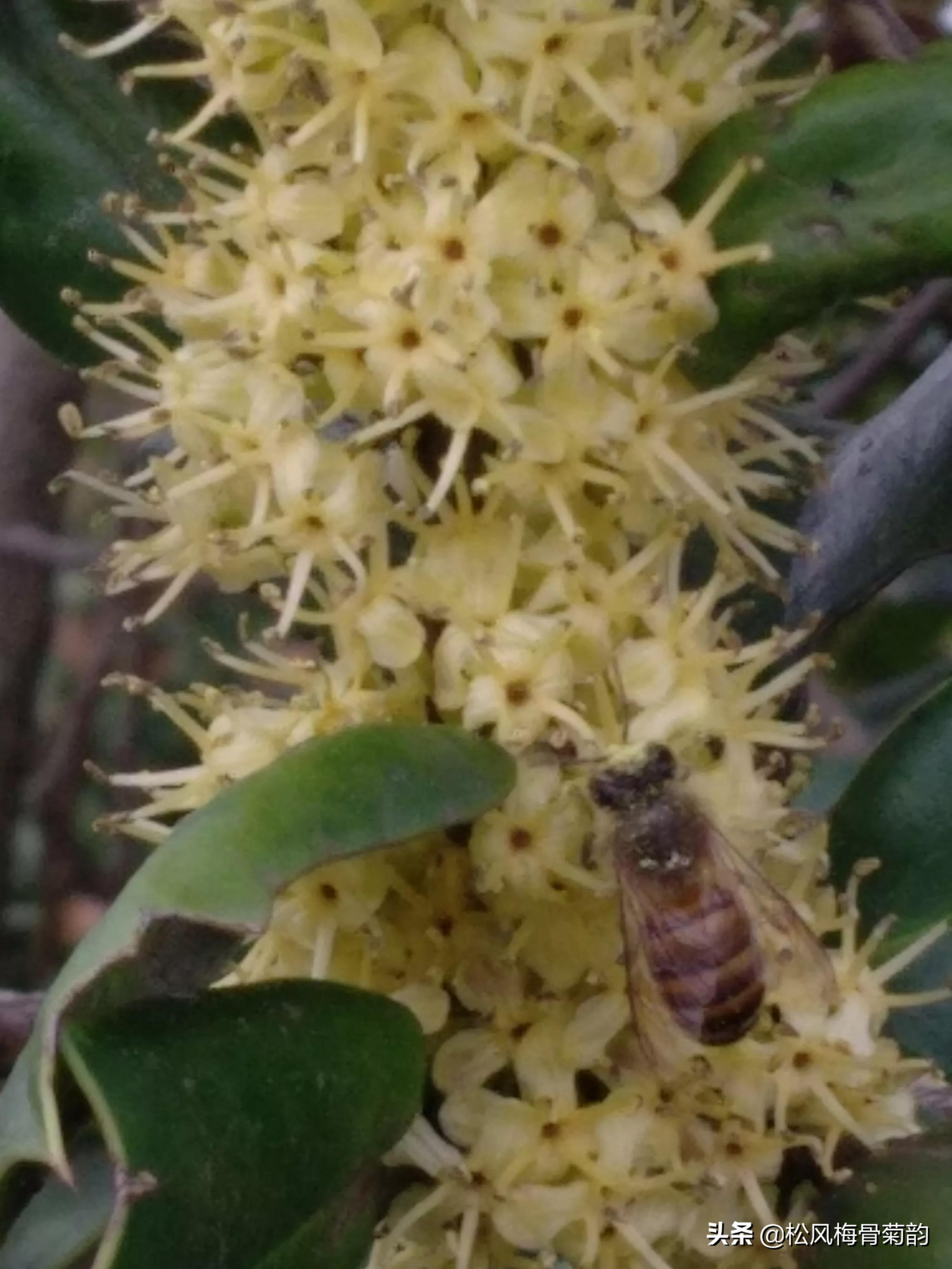 猫儿刺花香,猫儿刺为什么开花不结果