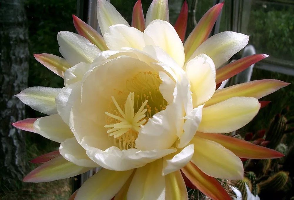 200种·仙人球开花图鉴，大开眼界，美到爆