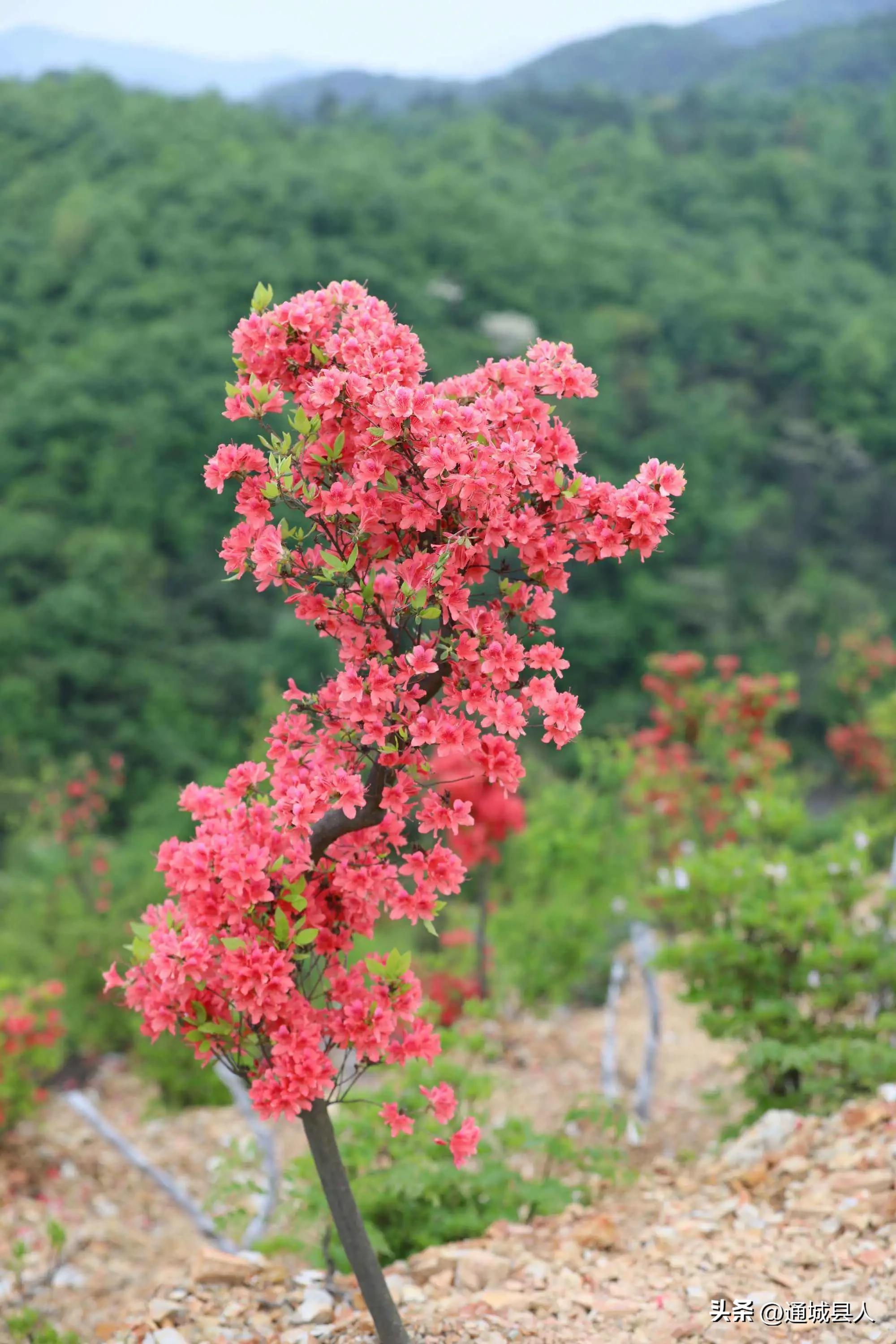 鍖楁柟灞变笂鐨勬槧灞辩孩,灞变笂婕北閬嶉噹鐨勬槧灞辩孩