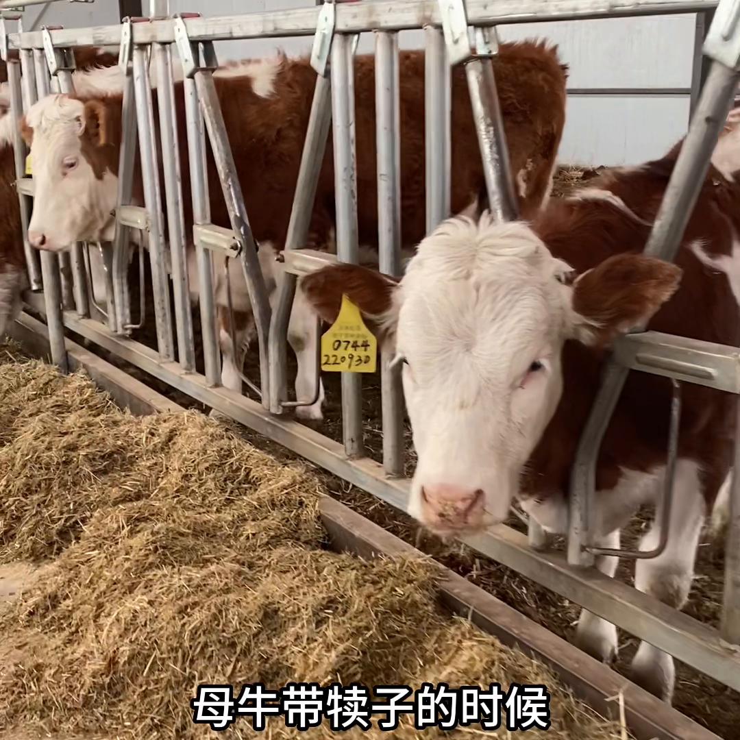 养牛人的成本和思路,养牛怎么控制成本最好视频教程