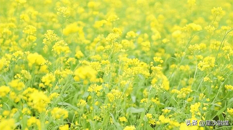长沙春天赏花的地方有哪些,长沙春天哪里看花海