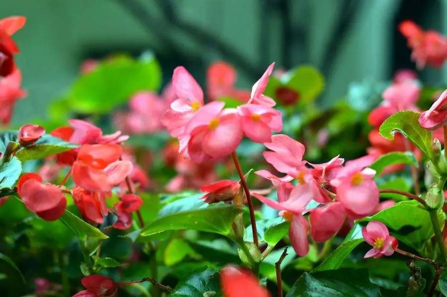 警营文苑随笔,警营文苑简介