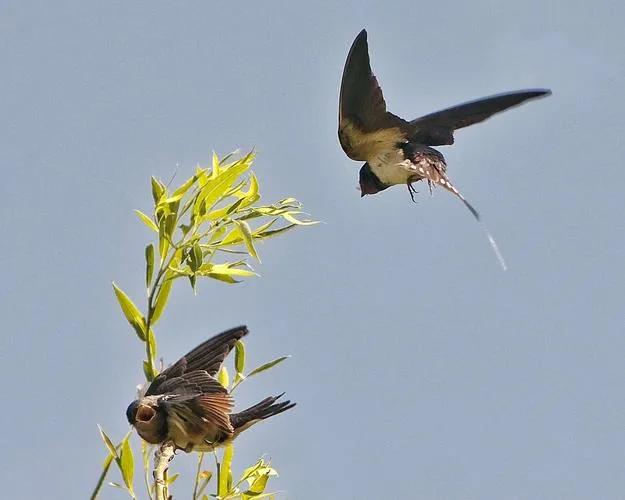 稀奇！家人嫌脏2次捣毁燕窝，第3次燕子筑巢自带“卫生间”