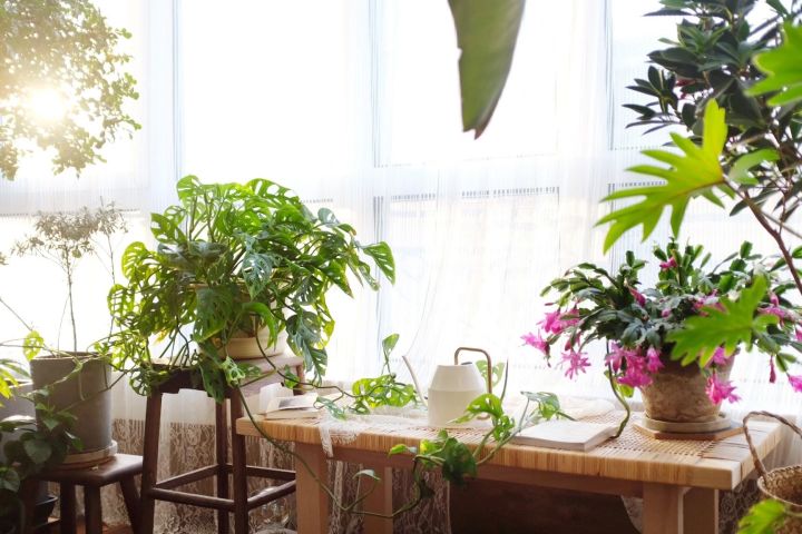 手残党也能养活的10种绿植,十种大家都在养易存活绿植