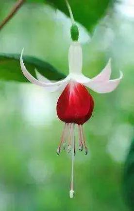 花朵壁纸横版,花朵招财壁纸