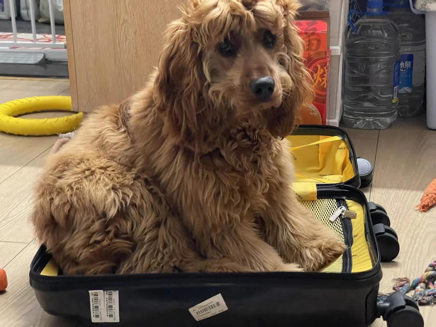 我不是金毛，是英国可卡犬—水煎包的自我介绍,包子麻麻的讲述