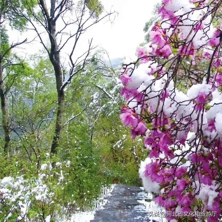 爱丽丝梦游仙境景区,爱丽丝梦游仙境青岛实景