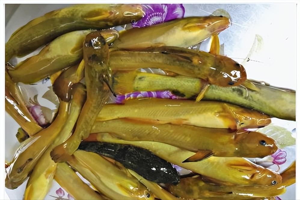 正在消失的河鲜图片,正在消失的河鲜排名