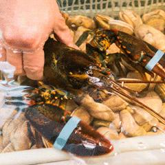 嗨吃波龙套餐,嗨购团购龙虾