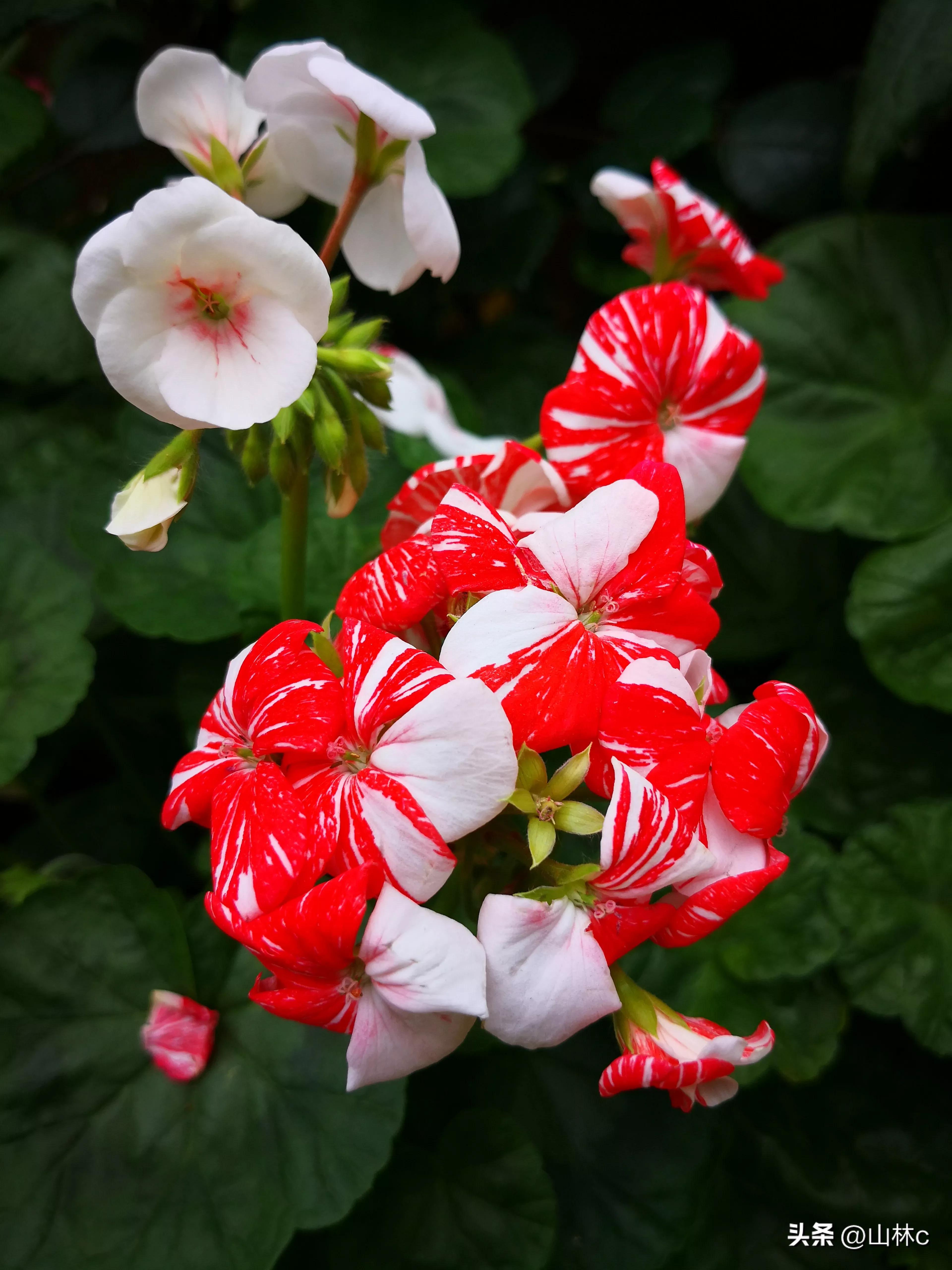 各种各样的鲜花尽情开放争芳斗艳,各种颜色的鲜花开得好美丽动人