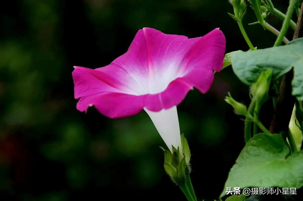 小小牵牛花鲜艳夺目,小小牵牛花教学
