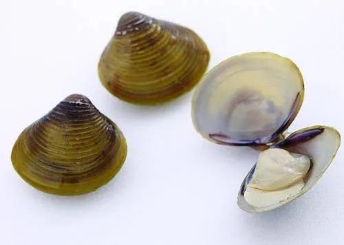 江苏淮安特产酒,江苏淮安特产方便携带