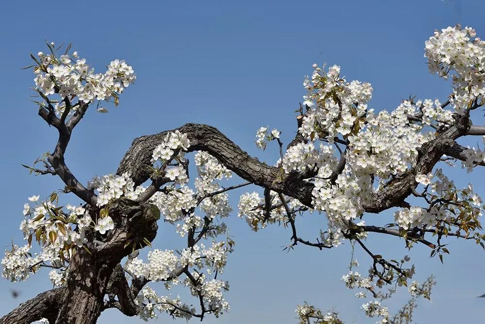 人民网推荐清明节诗词,诵读清明节经典诗词