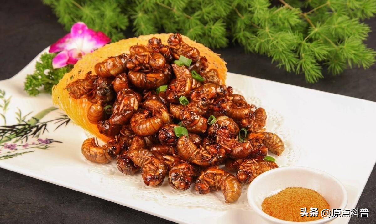 美国的昆虫入侵,盘点入侵美国的七大昆虫