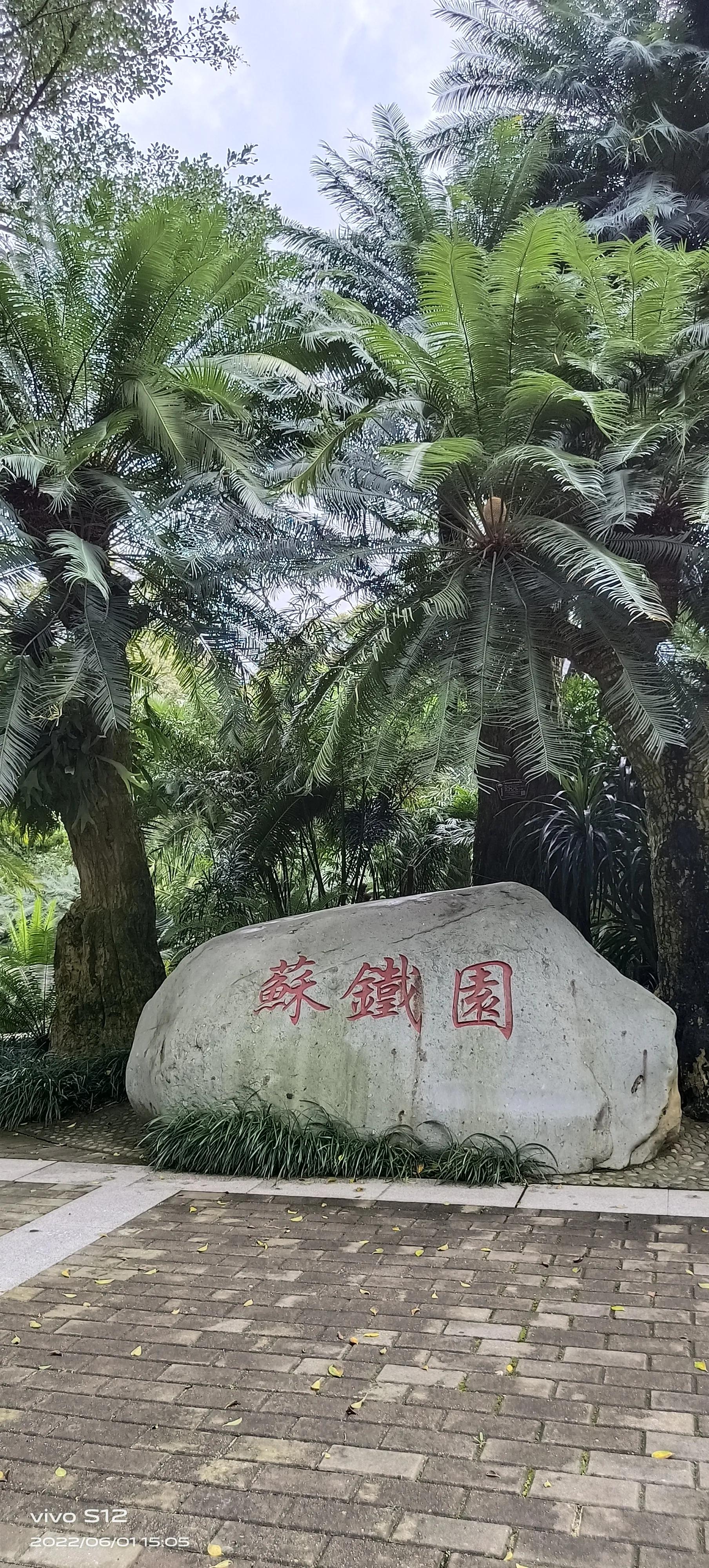 千年铁树开花完整版,千年铁树开花打一小说名