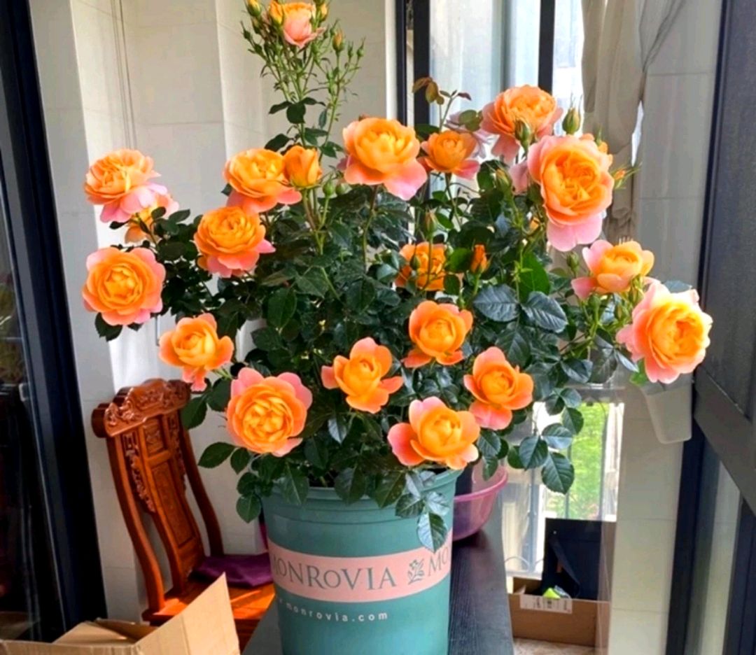 家庭客厅养什么花好看又旺财,客厅最吉祥的三种花