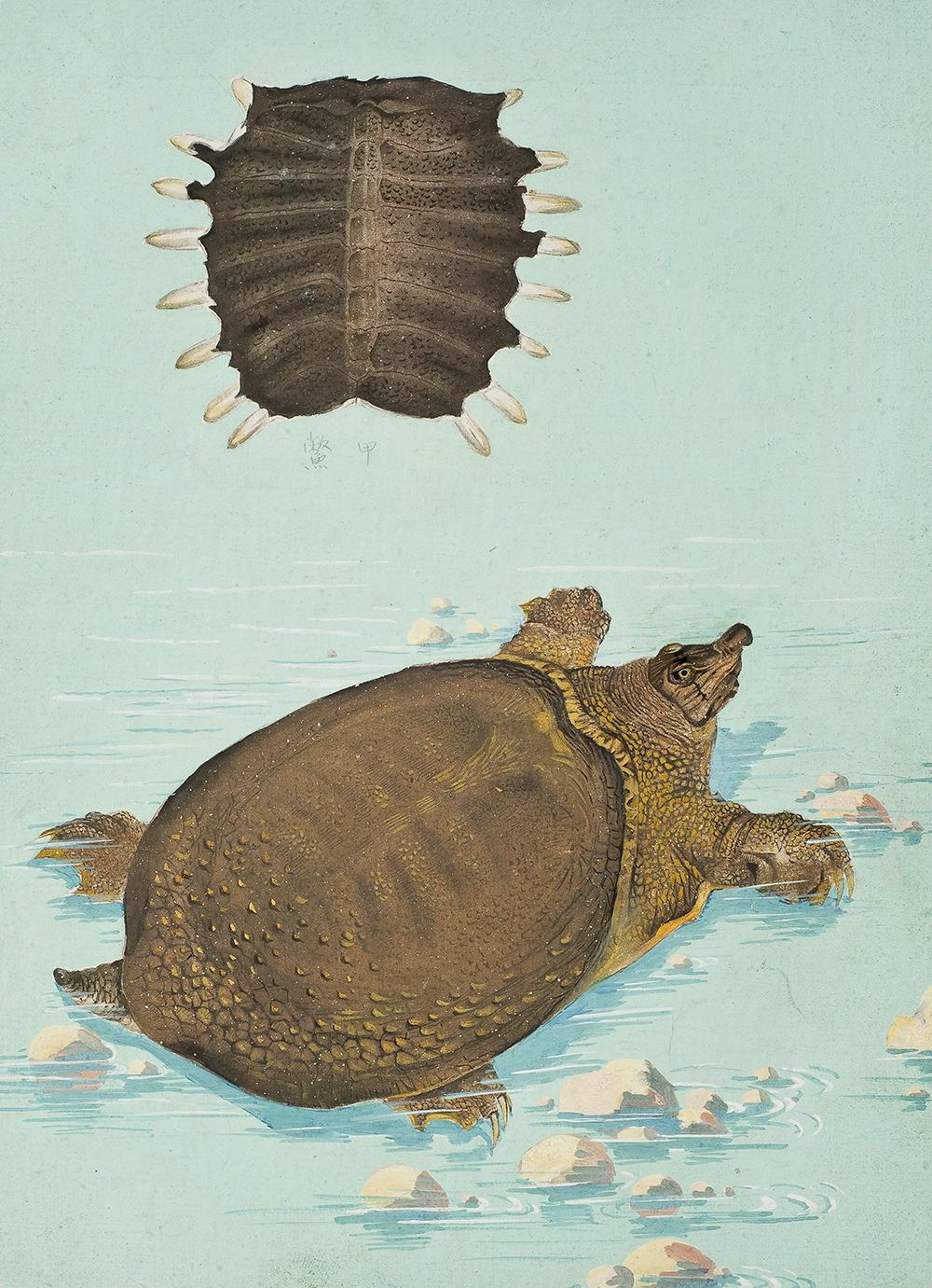 太原市迎泽区：区科技局联合区委宣传部、区科协和迎泽街道共同举办中草药图谱线上展览（动物篇）