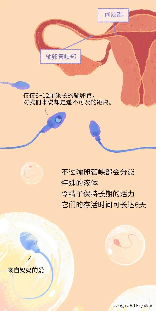 精子进入女生体内的24小时，都发生了些什么？太励志了！（漫画）