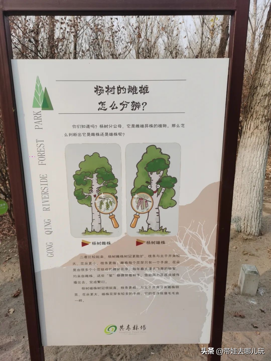 骑行国家森林公园,徒步骑行森林公园