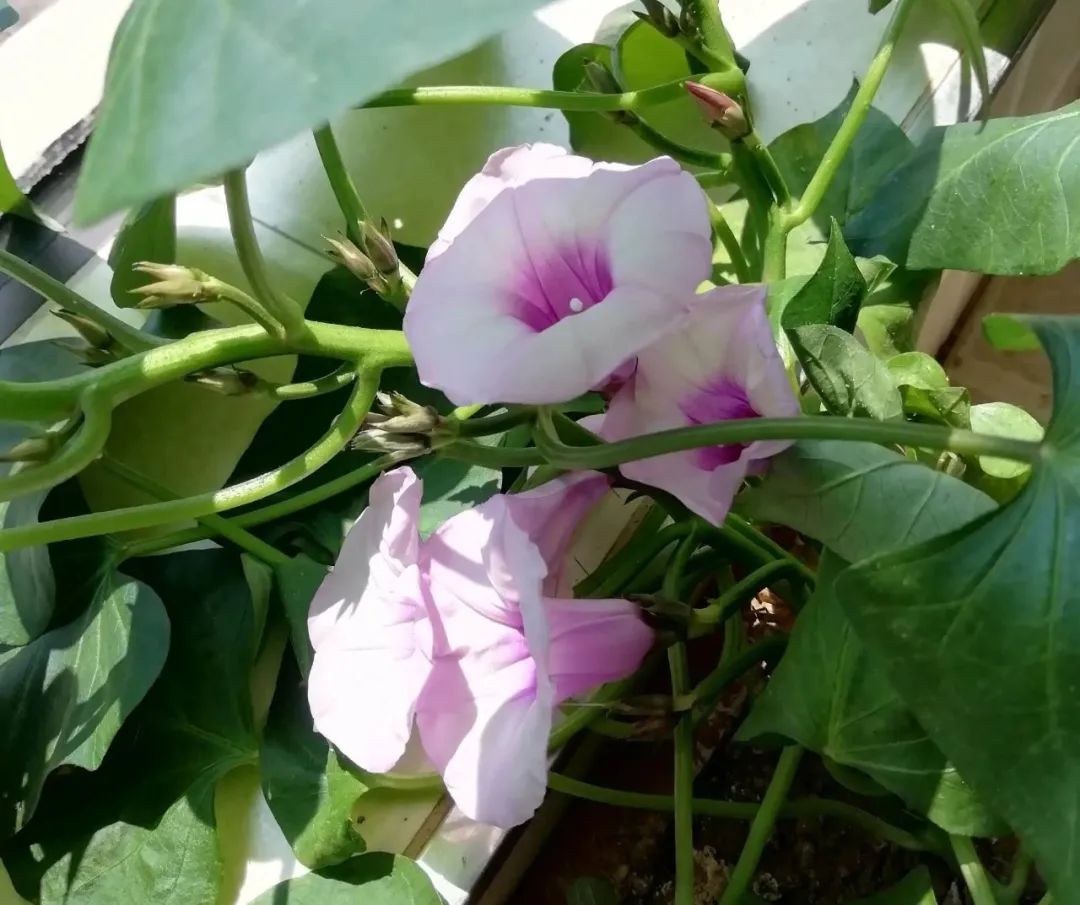 五谷杂粮食物图片大全大图,五谷杂粮图片大全大图真实