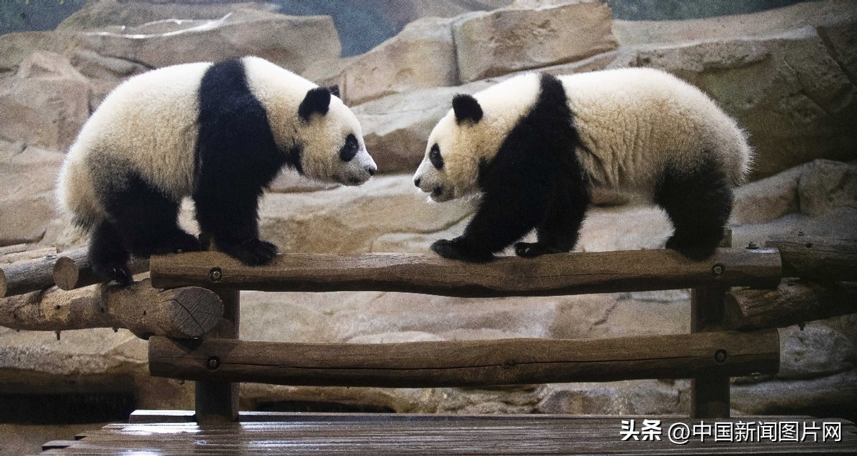 法国大熊猫欢欢纪录片,法国动物园续租大熊猫