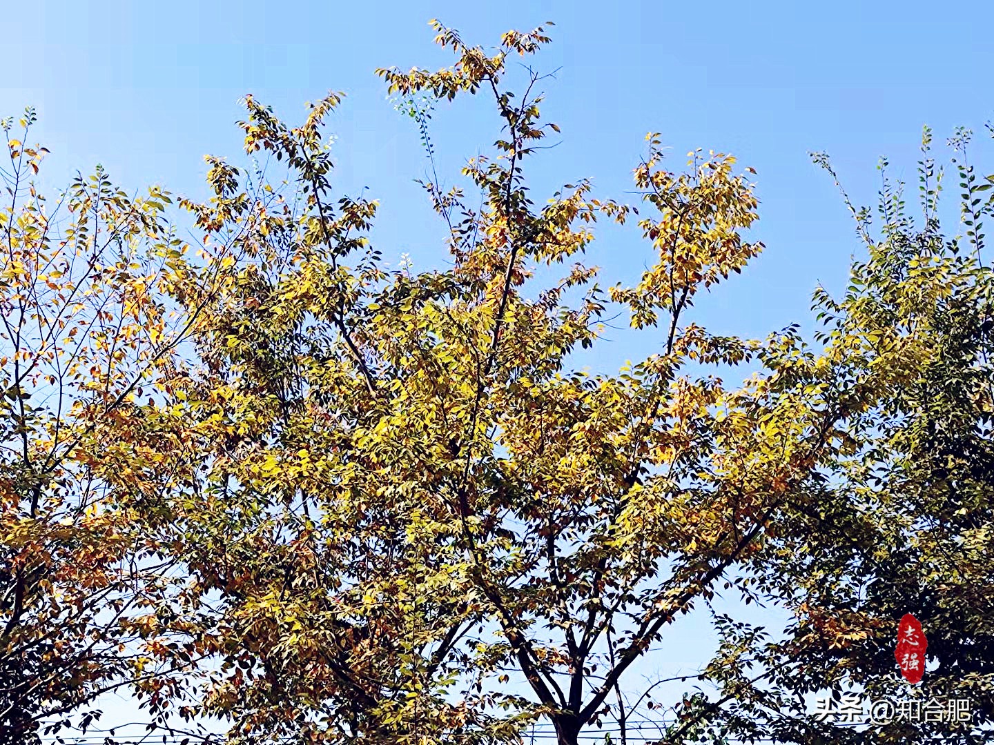 合肥秋游哪里好玩,合肥秋游