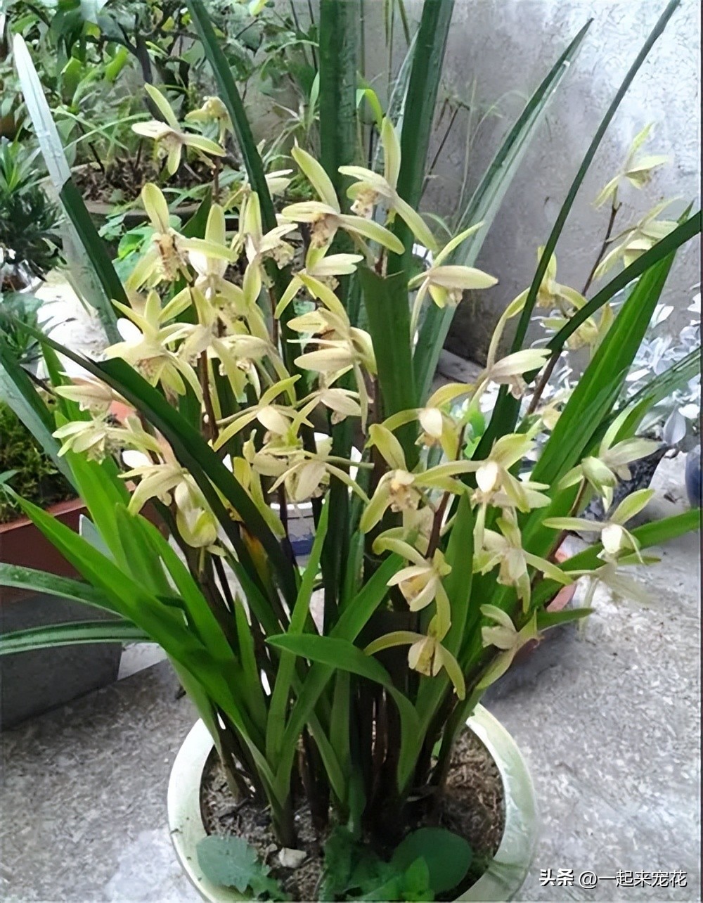 阳台养兰花叶子不油绿无光泽,夏天兰花养殖方法和注意事项图片
