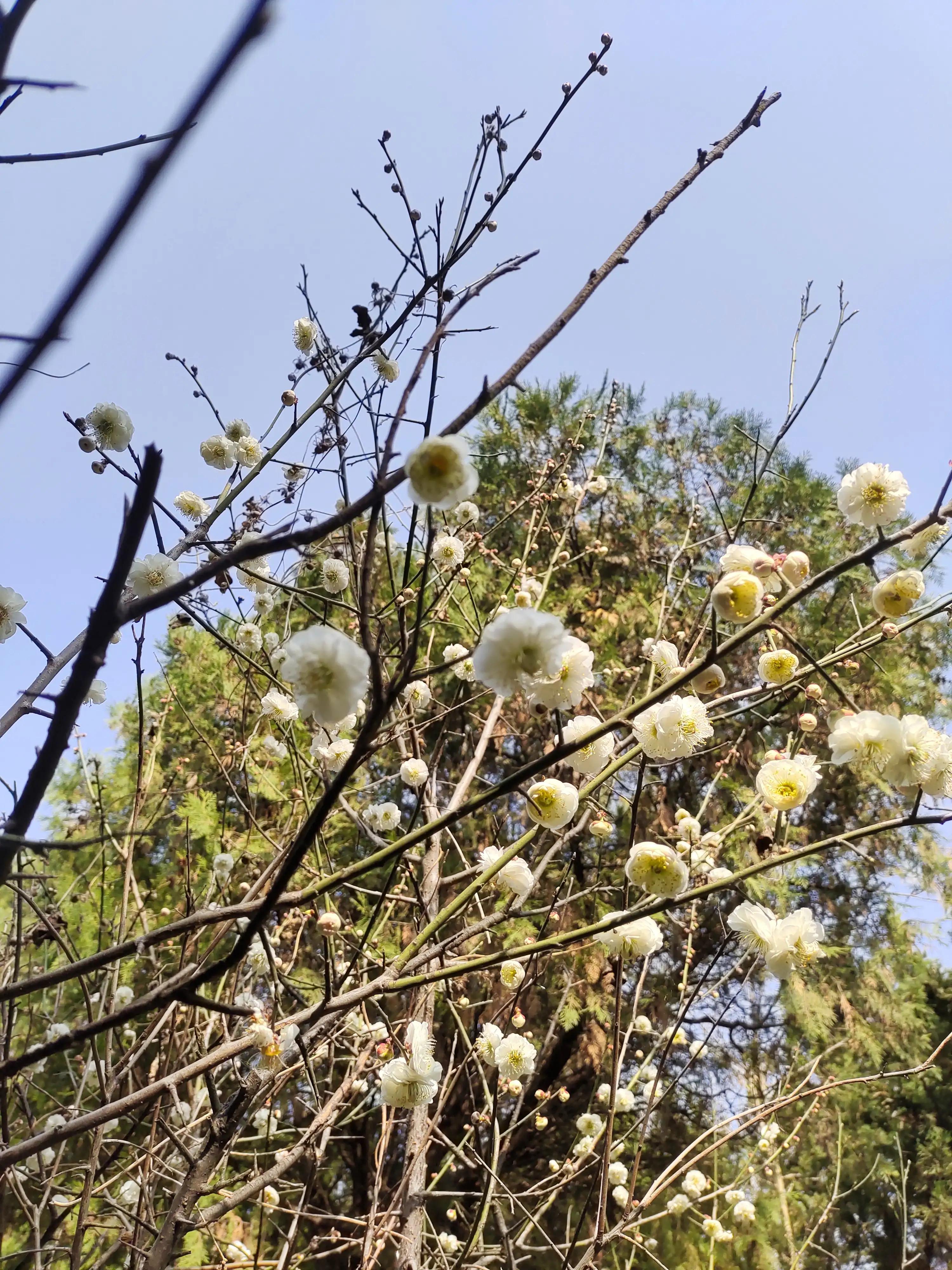 素菜中的荤,素中之荤食物有哪些