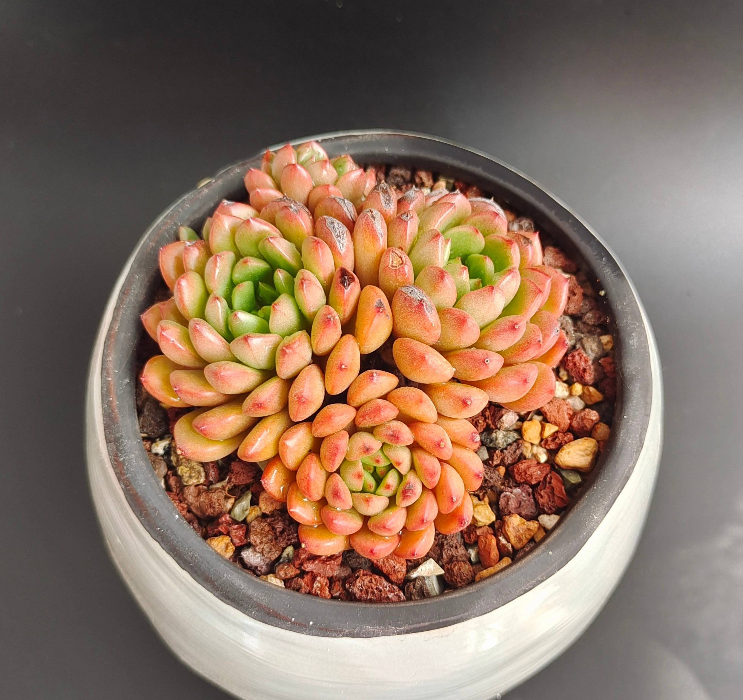 养多肉的100个方法,怎么养多肉才能养得最好