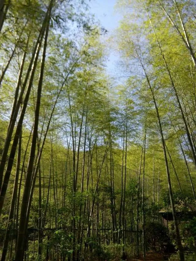 南山竹海御水温泉竹溪谷酒店,御水温泉竹溪谷酒店赏竹
