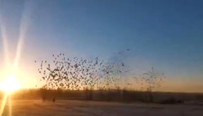 2023国际鸽联洲际杯鸽王赛,国际鸽联洲际杯国际鸽棚鸽王赛