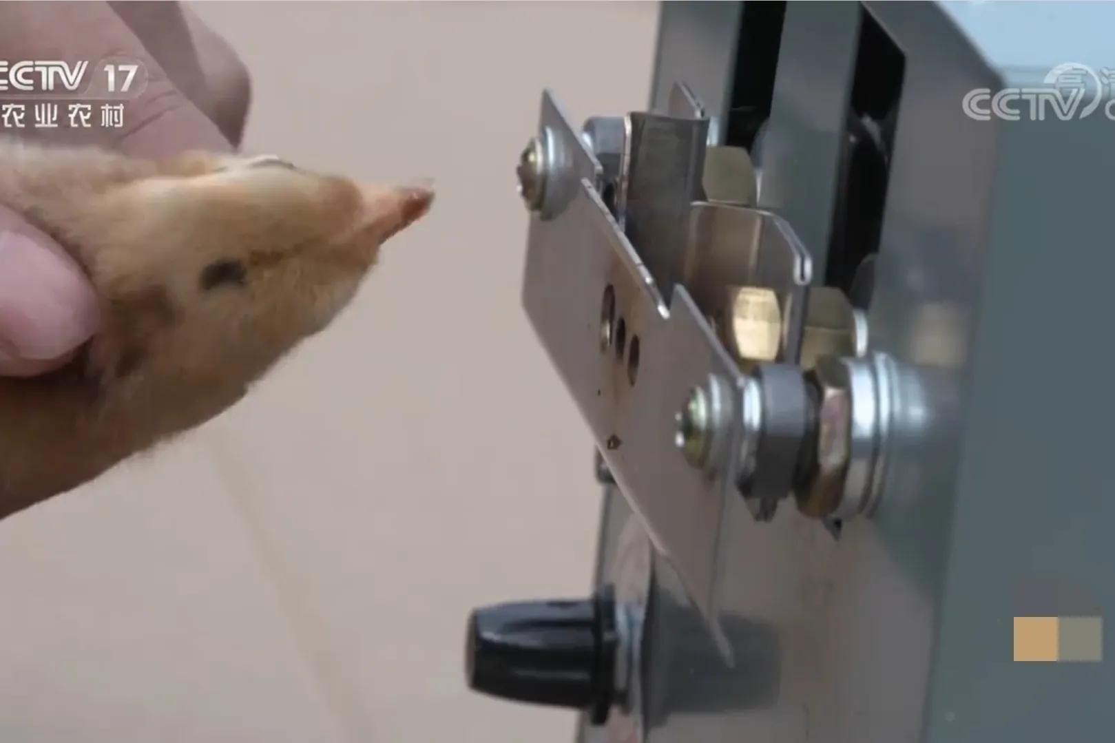 女人承包500亩荒山,女子承包50亩山地