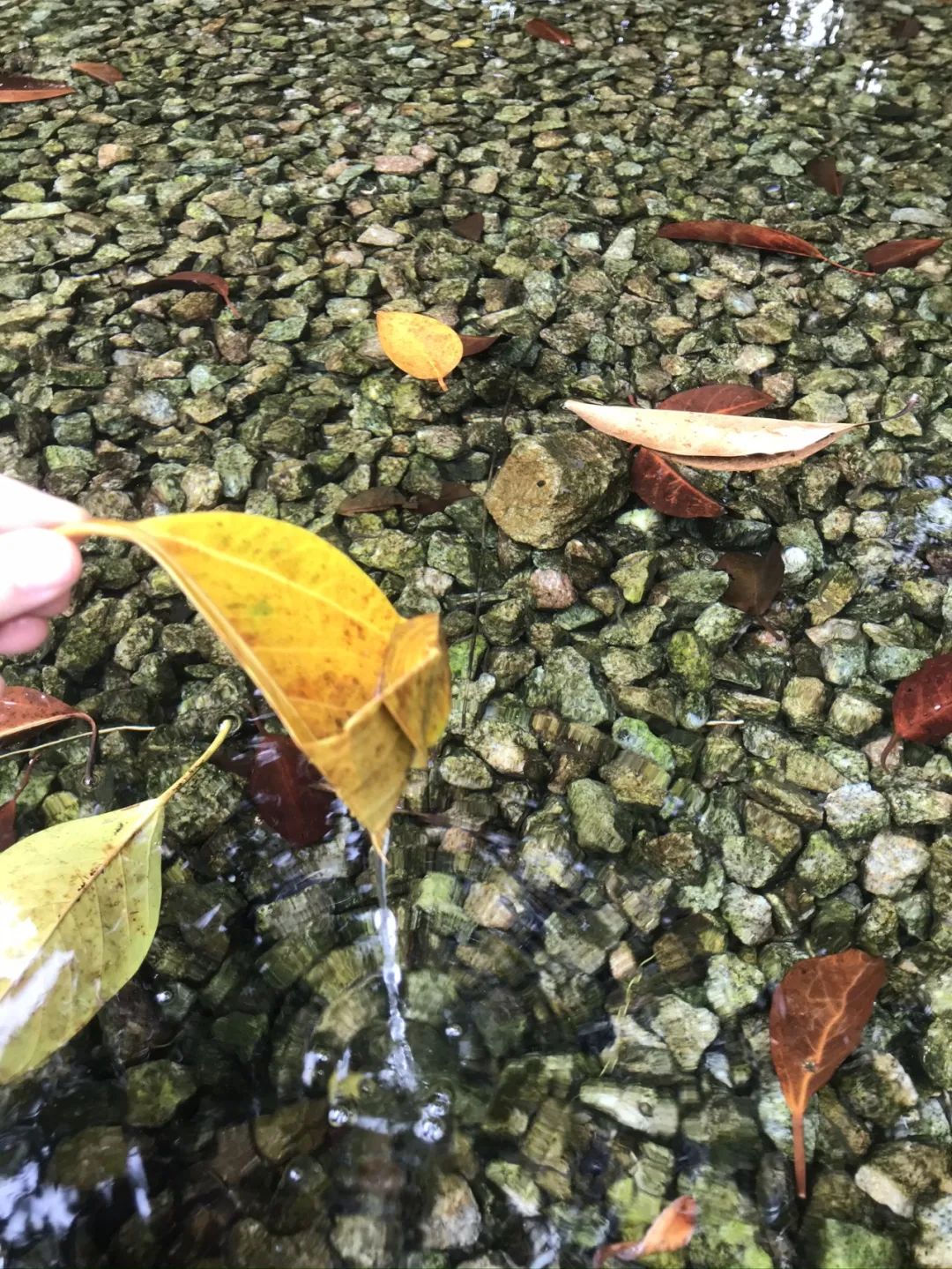 一个有大片绿地、果树、鱼塘、菜地，还有小鸡和鸭子的小岛幼儿园