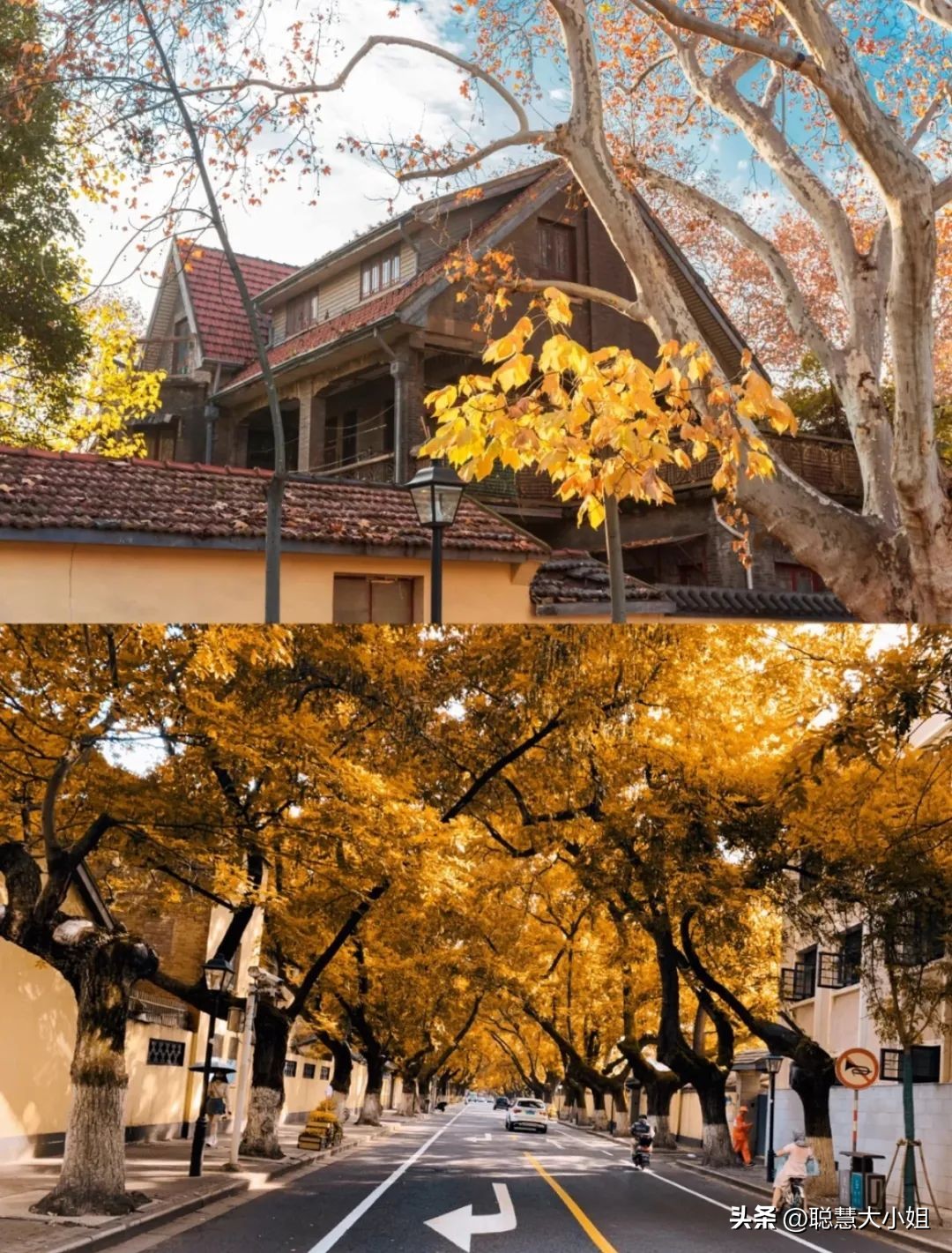 南京赏秋枫叶,南京秋天赏枫叶好去处