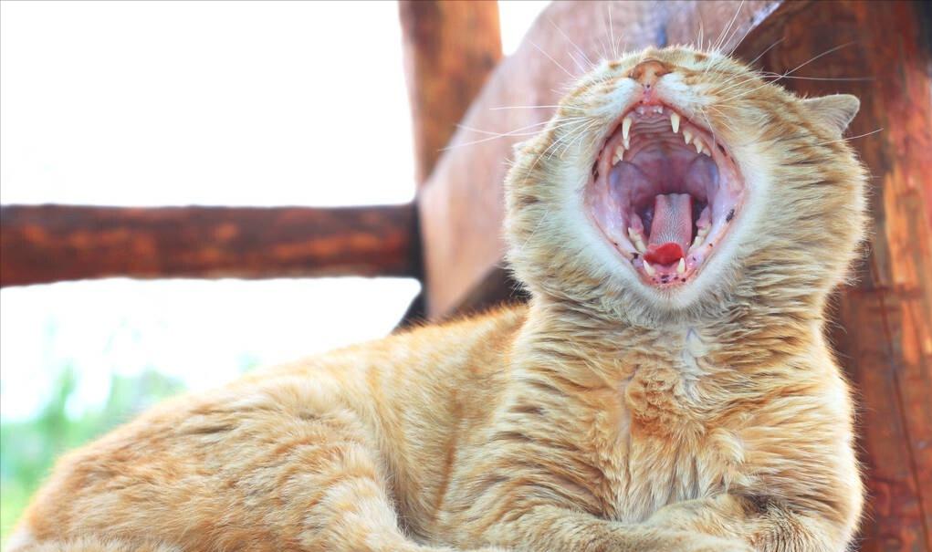 为什么老人都说家里不能养两只猫,十大不适合家养的猫