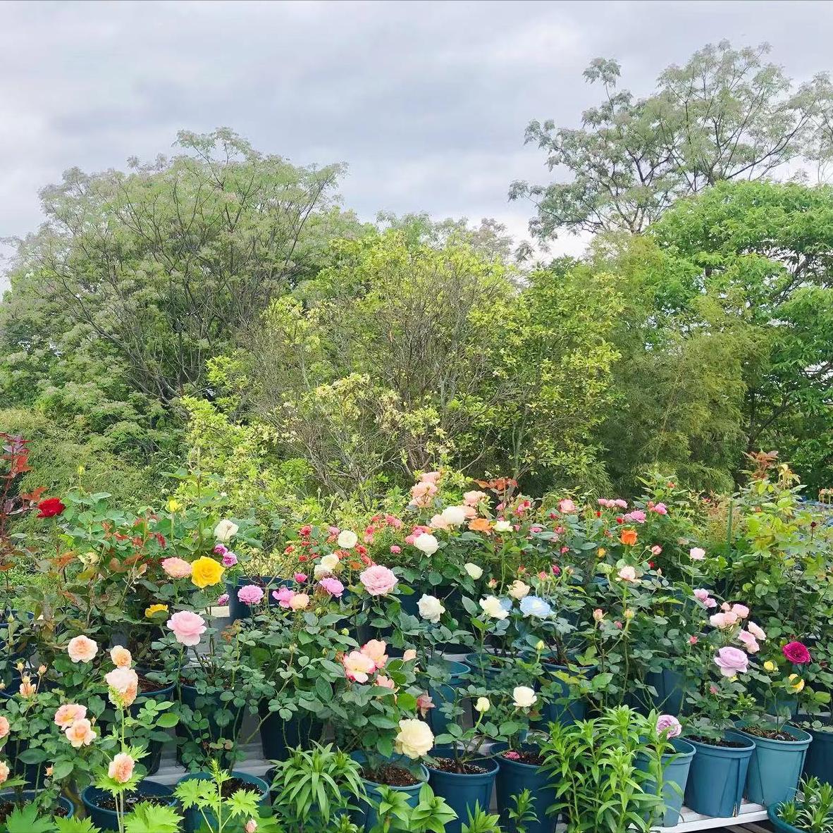 植物叶子的颜色是与什么有关,植物色彩的多样性原因及图片