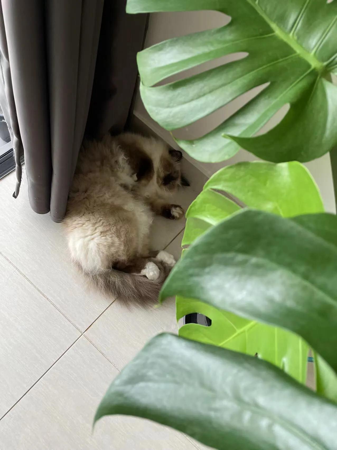 在澳洲养布偶猫,在澳洲养猫一年多少钱