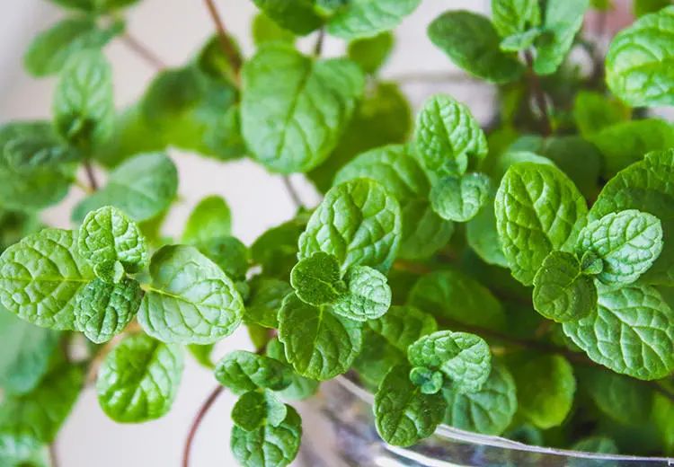 全部花草的花语,200种花卉名称大全