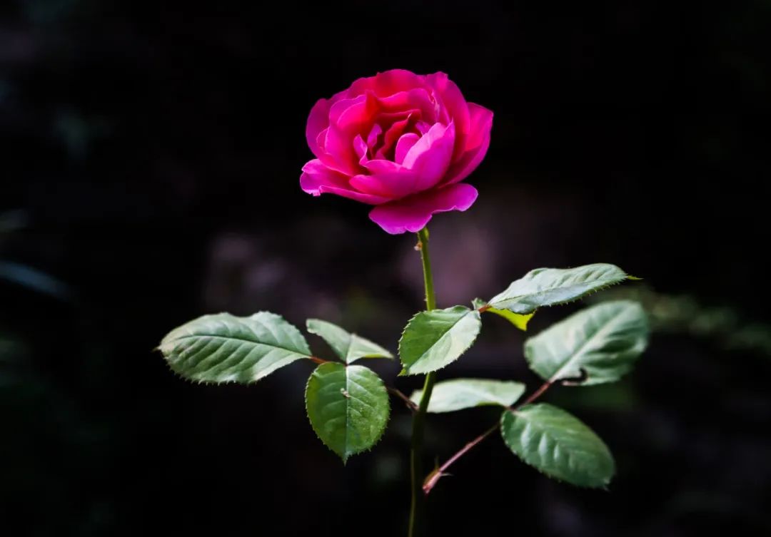 玫瑰和月季的所有种类,比较经典的玫瑰花型月季