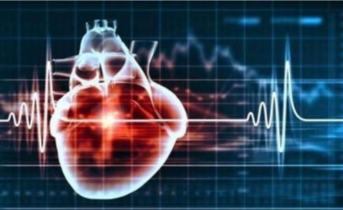 心率越慢寿命越长是真的吗,心率快与心率慢对人的寿命影响