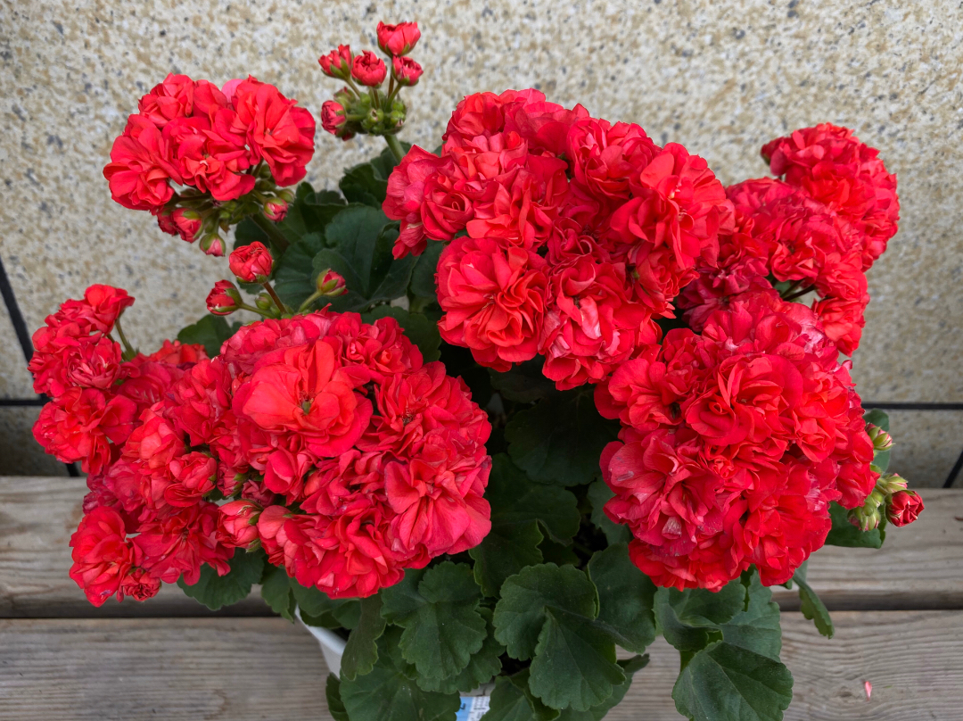 富贵花开什么花最好,花开富贵的花有几种